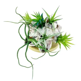 Sea Barnacle   Air Plants